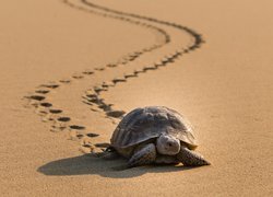 Żółw na piasku