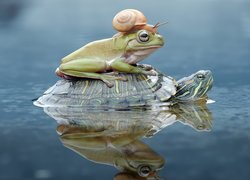 Żółw z żabą i ślimakiem na grzbiecie