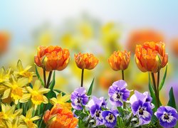 Żonkile tulipany i bratki w słońcu