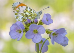 Kwiat, Motyl, Zorzynek rzeżuchowiec, Zbliżenie