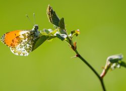 Motyl, Zorzynek rzeżuchowiec, Gałązka, Zbliżenie