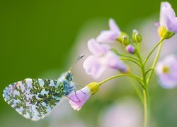 Motyl, Zorzynek rzeżuchowiec, Kwiatek