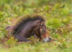 Konik, Źrebię, Kuc Exmoor, Grzywa, Łąka