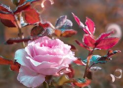 Zroszona różowa róża i listki