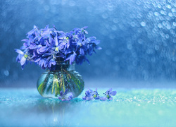 Zroszone niebieskie kwiaty cebulicy syberyjskiej w wazoniku