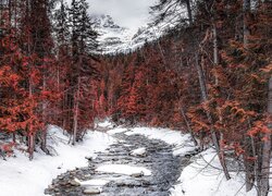 Zima, Las, Brązowe, Drzewa, Góry, Canadian Rockies, Rzeka, Robson River, Śnieg, Kolumbia Brytyjska, Kanada