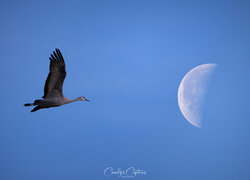 Żuraw kanadyjski obok księżyca