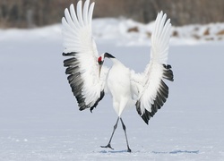 Żuraw mandżurski i jego popisowy taniec na śniegu