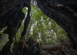 Zwęglone pnie drzew w Parku Narodowym Redwood
