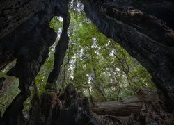 Zwęglone, Pnie, Drzewa, Sekwoje wieczniezielone, Park Narodowy Redwood, Kalifornia, Stany Zjednoczone