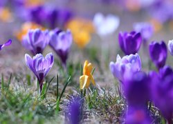 Liliowe, Krokusy, Żółty, Krokus