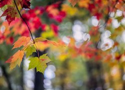 Zwisająca gałązka z jesiennymi liśćmi