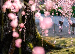 Zwisające gałęzie drzewa japońskiej wiśni piłkowanej