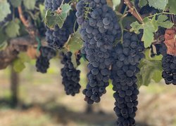Zwisające kiście ciemnych winogron