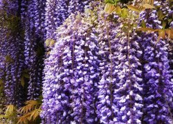 Kwiaty, Fioletowe, Wisteria, Glicynia