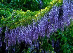 Zwisające kwiaty wisterii