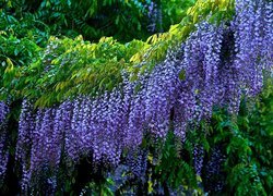 Wisteria, Glicynia, Fioletowe, Kwiaty