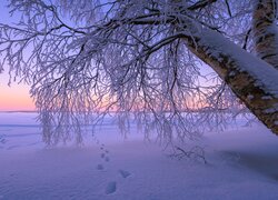 Zima, Drzewo, Galęzie, Ośnieżone, Ślady