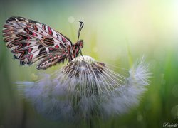 Motyl, Zygzakowiec kokornakowiec, Dmuchawiec, Makro