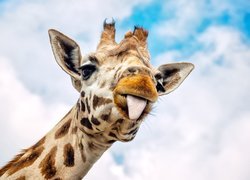 Żyrafa pokazująca język